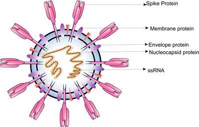 Potential Therapeutic Targets and Vaccine Development for SARS-CoV-2/COVID-19 Pandemic Management: A Review on the Recent Update